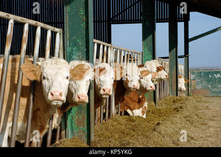 Alimentazione bestiame Foto Stock