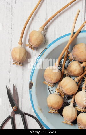 La raccolta di semi da essiccato di teste di seme delle piante ornamentali papavero (Papaver somniferum) in smalto blu piatto, REGNO UNITO Foto Stock