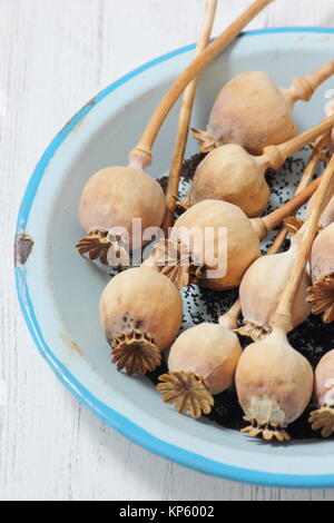 La raccolta di semi da essiccato di teste di seme delle piante ornamentali papavero (Papaver somniferum) in smalto blu piatto, REGNO UNITO Foto Stock