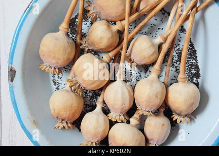 La raccolta di semi da essiccato di teste di seme delle piante ornamentali papavero (Papaver somniferum) in smalto blu piatto, REGNO UNITO Foto Stock