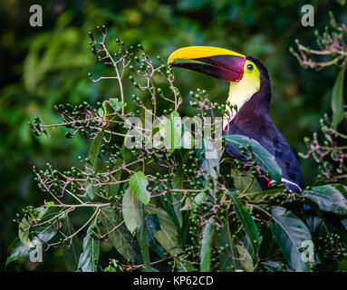 Chestnut Mandibled Toucan Ranphastos swainsonii su alimentazione bacche verdi da un albero della foresta pluviale Sarapiqui Costa Rica Foto Stock