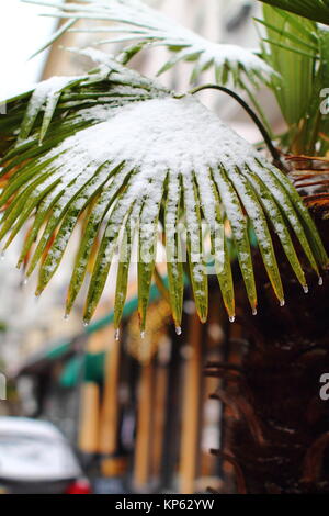 Neve coperto di foglie di palma in inverno in Germania. Foto Stock