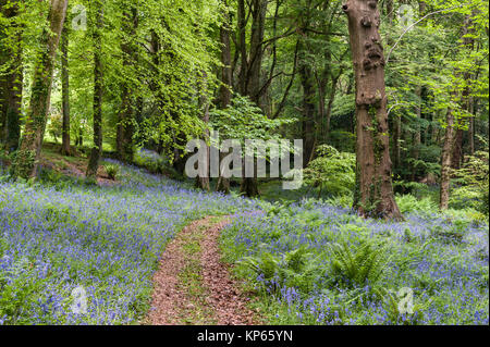 Giardino Tregrehan, Par, Cornwall, Regno Unito. In primavera la Woodland Garden è riempito con bluebells Foto Stock