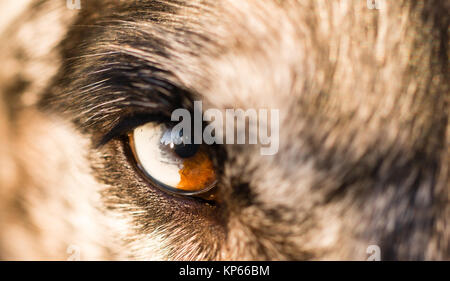 Intensa cani cane lupo animale pupilla degli occhi di colore univoco Foto Stock