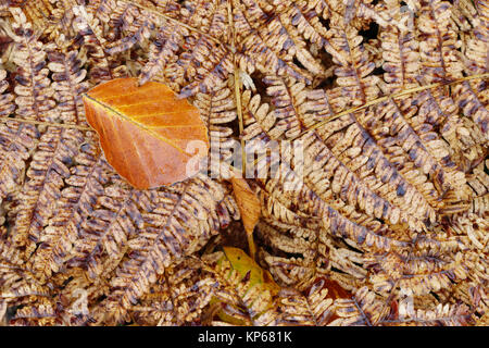 Caduto sulla foglia di felce Foto Stock
