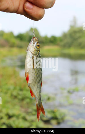 Rudd catturato sul gancio Foto Stock