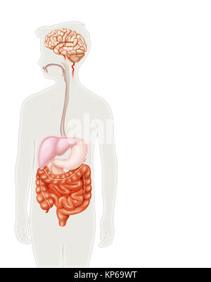 Sistema digestivo, illustrazione Foto Stock