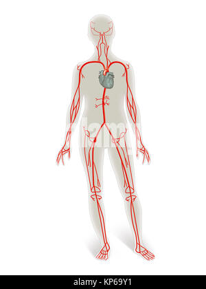 La circolazione del sangue, illustrazione Foto Stock