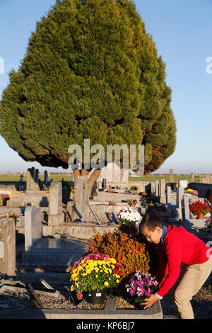 Ragazzo immissione fiori su una tomba. Foto Stock