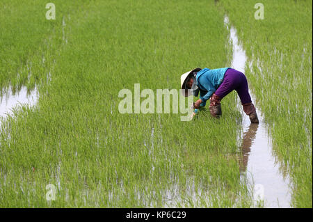 L'agricoltore vietnamita lavorando nel suo campo di riso. Il trapianto di giovani di riso. Hoi An. Il Vietnam. Foto Stock