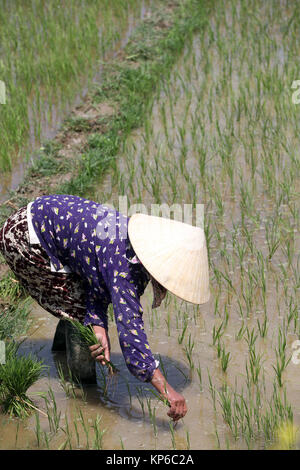 L'agricoltore vietnamita lavorando nel suo campo di riso. Il trapianto di giovani di riso. Hoi An. Il Vietnam. Foto Stock