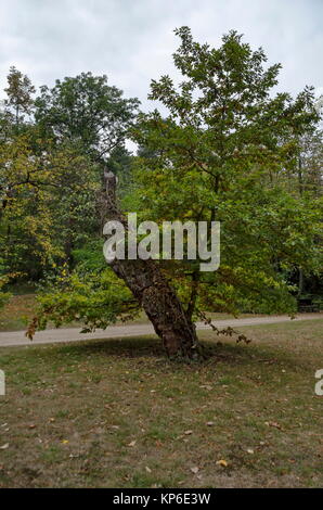 Bella foresta autunnale con il venerabile di conifere e latifoglie, situato nel monumento nazionale di architettura del paesaggio Parco Museo Vrana Foto Stock