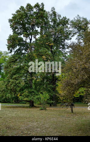 Bella foresta autunnale con il venerabile di conifere e latifoglie, situato nel monumento nazionale di architettura del paesaggio Parco Museo Vrana Foto Stock