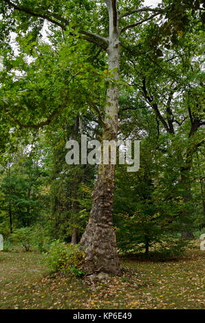 Bella foresta autunnale con il venerabile di conifere e latifoglie, situato nel monumento nazionale di architettura del paesaggio Parco Museo Vrana Foto Stock