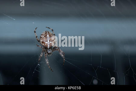 Giardino in comune spider DAL REGNO UNITO fotografato nel mezzo di un sito web.