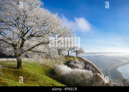 White broadleaf tree powdered with hoar frost on a cold winter morning, from viewpoint Erpeler Ley, Westerwald, Middle Rhine Valley, Germany, Europe. Foto Stock