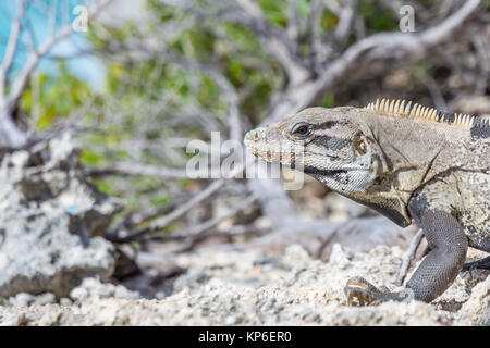 Spinosa nero-tailed Iguana (Ctenosaura similis) | Isla Mujeres | Messico Foto Stock