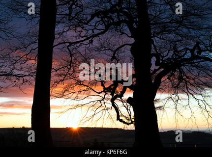 Silhouette di struttura ad albero al tramonto nel tardo autunno. Broadway, Cotswolds, Worcestershire, Inghilterra Foto Stock