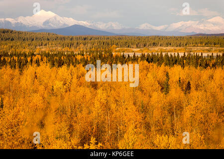 Foglie di giallo riempire Tanana River Valley sotto le montagne Denali Alaska Foto Stock