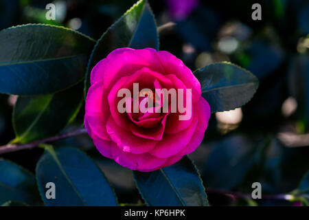 Camelia fiori, o rosa dell'inverno, bloom su bussole lungo un fiume in Giappone su un luminoso giorno di novembre. Tali bussole sono comuni in tutto il Giappone lungo Foto Stock