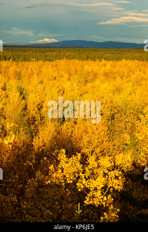 Foglie di giallo riempire Tanana River Valley sotto le montagne Denali Alaska Foto Stock