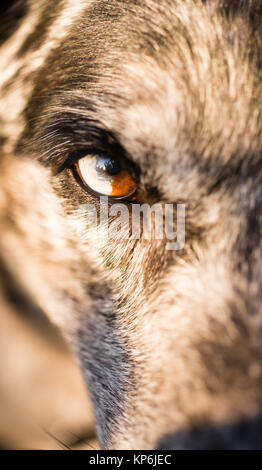 Intensa cani cane lupo animale pupilla degli occhi di colore univoco Foto Stock