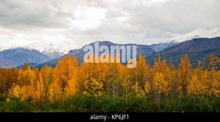 Foglie di giallo riempire Tanana River Valley sotto le montagne Denali Alaska Foto Stock