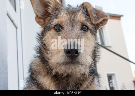 Un misto di razza di cane nella parte anteriore della casa Foto Stock