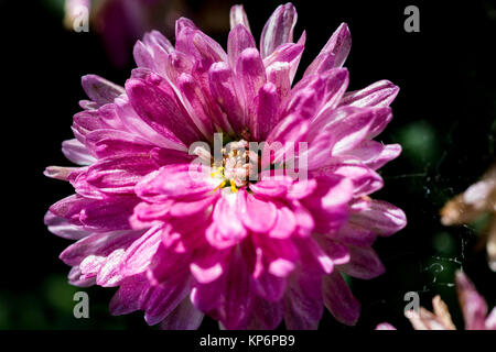 Una ripresa macro di un piccolo crisantemo rosa fiore in fiore sul lato di Oyama, una montagna sacra vicino a Isehara, nella prefettura di Kanagawa, Giappone Foto Stock