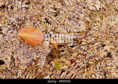 Foglia essiccato sul fern Foto Stock