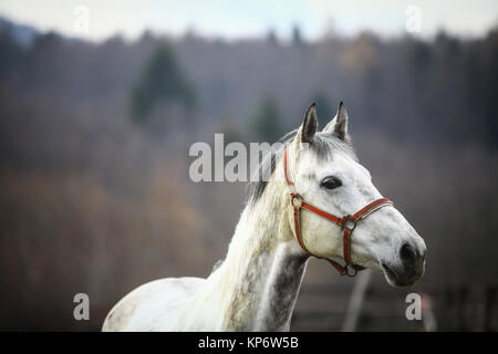 Lonely cavallo grigio Foto Stock