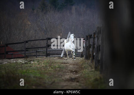 Esecuzione di White Horse Foto Stock