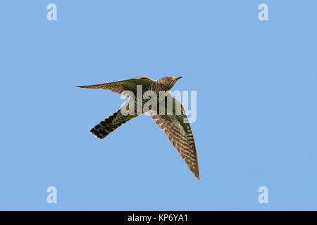 Cuculo comune (Cuculus canorus) femmina in volo contro il cielo blu Foto Stock