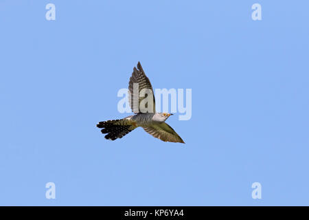 Cuculo comune (Cuculus canorus) maschio in volo contro il cielo blu Foto Stock