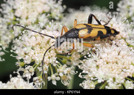 Nero e Giallo Longhorn Beetle ( Rutpela maculata) su hogweed. Dundrum, Tipperary, Irlanda. Foto Stock