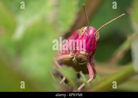 Grasshopper con colorazione rosa fuori di peering attraverso la vegetazione nel bosco. Cahir, Tipperary, Irlanda. Foto Stock