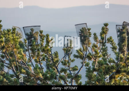 La ricerca che viene fatto su Whitebark pini, Pinus albicaulis, su Paulina picco in Newberry nazionale monumento vulcanico, central Oregon, Stati Uniti d'America Foto Stock