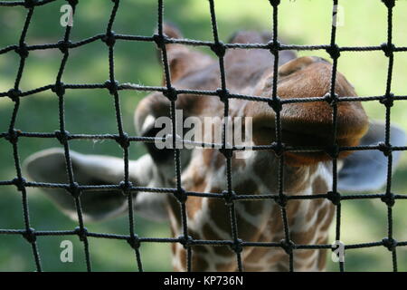 La giraffa spiata attraverso un recinto dello zoo. Foto Stock