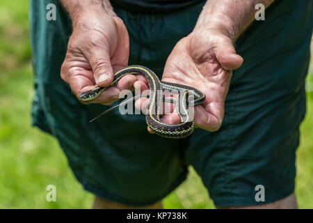 L'uomo tenendo un garter (o del giardino o giardiniere) snake in Issaquah, Washington, Stati Uniti d'America. Giarrettiera i serpenti sono presenti in tutta la maggior parte del Nord America. Essi wil Foto Stock