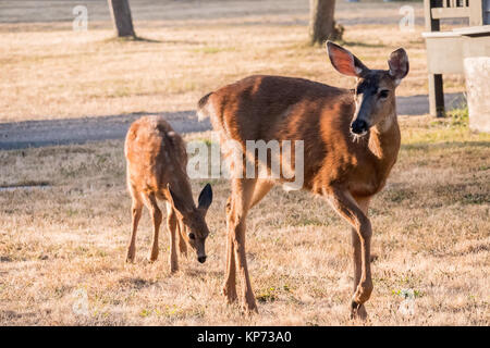 Doe e fawn mulo o nero-tailed deer pascolare su frost-ricoperto di erba nella zona residenziale di Fort Worden parco statale, Port Townsend, Washington Foto Stock