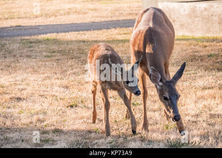 Doe e fawn mulo o nero-tailed deer pascolare su frost-ricoperto di erba nella zona residenziale di Fort Worden parco statale, Port Townsend, Washington Foto Stock