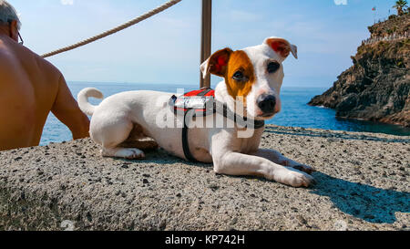 Un simpatico Jack Russell Terrior con un lifevest sulla bellissima costa delle Cinque Terre in Italia Foto Stock