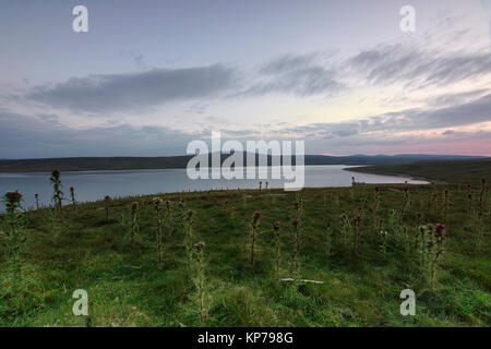 Vacca Serbatoio verde in Teesdale superiore nella Contea di Durham su una sera al tramonto in febbraio. Foto Stock