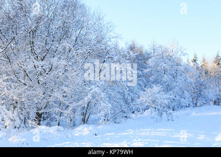 Neve invernale scene nella Foresta di Dean Foto Stock