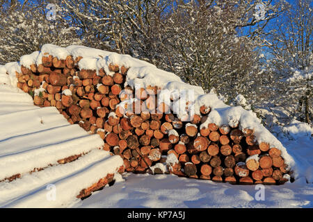 Pila di coperta di neve legname nella Foresta di Dean Foto Stock