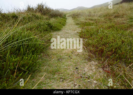 Amrum (Germania) - percorso attraverso dune di sabbia coperte di erba Foto Stock