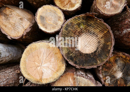 Amrum (Germania) - Pila di tree boles Foto Stock