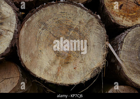 Amrum (Germania) - Pila di tree boles Foto Stock