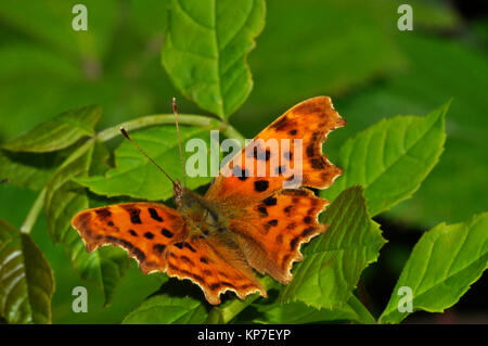 Virgola Butterfly,'Polygonia c-album", butterfly, diffusa,Wiltshire, Inghilterra, Regno Unito Foto Stock