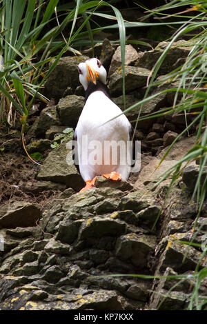 Cornuto PUFFIN seduto sulla pendenza ricoperta di rocce costiere su un giorno di estate Foto Stock